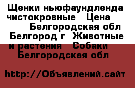 Щенки ньюфаундленда чистокровные › Цена ­ 30 000 - Белгородская обл., Белгород г. Животные и растения » Собаки   . Белгородская обл.